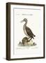 The Red-Throated Ducker or Loon, 1749-73-George Edwards-Framed Giclee Print