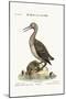 The Red-Throated Ducker or Loon, 1749-73-George Edwards-Mounted Giclee Print