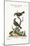 The Red-Throated Flycatchers, Cock and Hen, 1749-73-George Edwards-Mounted Giclee Print