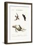The Red-Throated Hummingbird, 1749-73-George Edwards-Framed Giclee Print