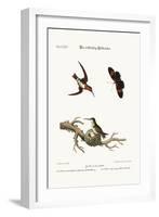 The Red-Throated Hummingbird, 1749-73-George Edwards-Framed Giclee Print