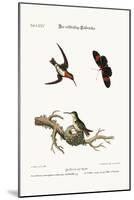 The Red-Throated Hummingbird, 1749-73-George Edwards-Mounted Giclee Print