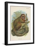 The Red Titi-null-Framed Giclee Print