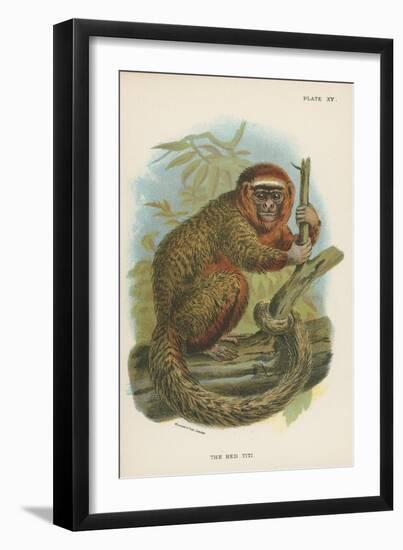 The Red Titi-null-Framed Giclee Print