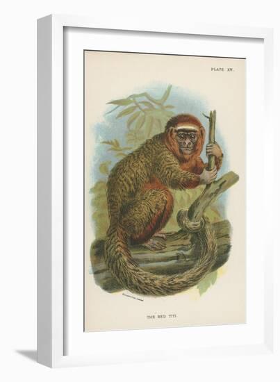 The Red Titi-null-Framed Giclee Print