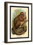 The Red Titi-G.r. Waterhouse-Framed Art Print