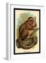 The Red Titi-G.r. Waterhouse-Framed Art Print