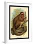 The Red Titi-G.r. Waterhouse-Framed Art Print