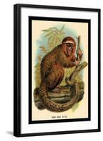 The Red Titi-G.r. Waterhouse-Framed Art Print