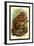 The Red Titi-G.r. Waterhouse-Framed Art Print