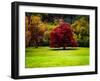 The Red Tree-Jody Miller-Framed Photographic Print