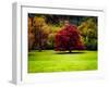The Red Tree-Jody Miller-Framed Photographic Print