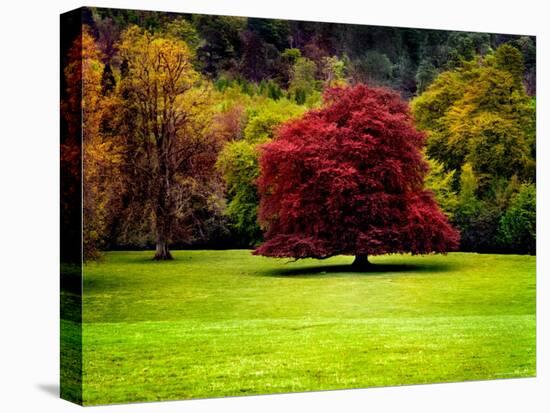 The Red Tree-Jody Miller-Stretched Canvas