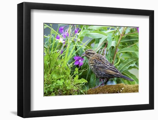 The red-winged blackbird is a passerine bird-Richard Wright-Framed Photographic Print