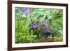 The red-winged blackbird is a passerine bird-Richard Wright-Framed Photographic Print