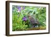 The red-winged blackbird is a passerine bird-Richard Wright-Framed Photographic Print