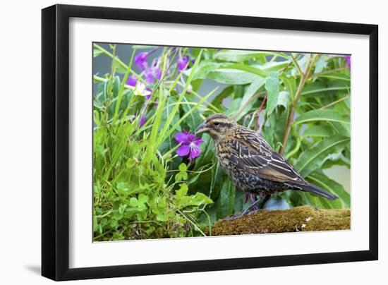 The red-winged blackbird is a passerine bird-Richard Wright-Framed Photographic Print