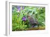 The red-winged blackbird is a passerine bird-Richard Wright-Framed Photographic Print