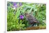 The red-winged blackbird is a passerine bird-Richard Wright-Framed Photographic Print