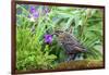 The red-winged blackbird is a passerine bird-Richard Wright-Framed Photographic Print