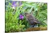 The red-winged blackbird is a passerine bird-Richard Wright-Stretched Canvas