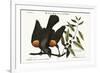 The Red-Winged Starling, 1749-73-Mark Catesby-Framed Giclee Print