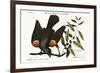 The Red-Winged Starling, 1749-73-Mark Catesby-Framed Giclee Print
