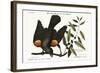 The Red-Winged Starling, 1749-73-Mark Catesby-Framed Giclee Print