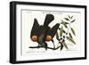 The Red-Winged Starling, 1749-73-Mark Catesby-Framed Giclee Print