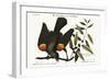 The Red-Winged Starling, 1749-73-Mark Catesby-Framed Giclee Print