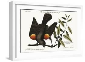 The Red-Winged Starling, 1749-73-Mark Catesby-Framed Giclee Print