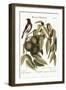 The Redstart, 1749-73-Mark Catesby-Framed Giclee Print