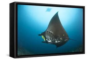 The Reef Manta Ray with Yellow Pilot Fish in Front of its Mouth-null-Framed Stretched Canvas