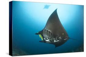 The Reef Manta Ray with Yellow Pilot Fish in Front of its Mouth-null-Stretched Canvas