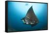 The Reef Manta Ray with Yellow Pilot Fish in Front of its Mouth-null-Framed Stretched Canvas