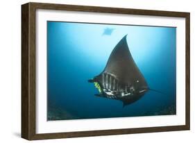 The Reef Manta Ray with Yellow Pilot Fish in Front of its Mouth-null-Framed Photographic Print