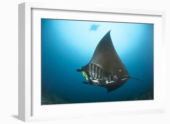 The Reef Manta Ray with Yellow Pilot Fish in Front of its Mouth-null-Framed Photographic Print