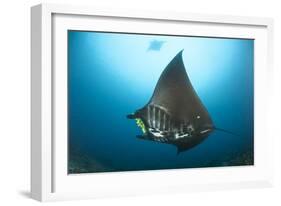 The Reef Manta Ray with Yellow Pilot Fish in Front of its Mouth-null-Framed Photographic Print