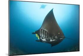 The Reef Manta Ray with Yellow Pilot Fish in Front of its Mouth-null-Mounted Photographic Print