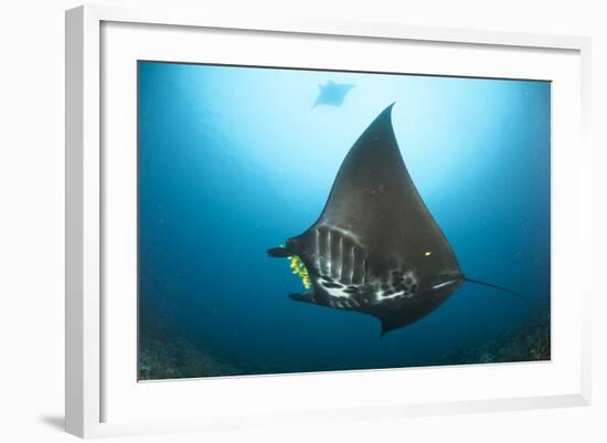 The Reef Manta Ray with Yellow Pilot Fish in Front of its Mouth-null-Framed Photographic Print