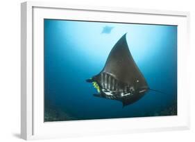 The Reef Manta Ray with Yellow Pilot Fish in Front of its Mouth-null-Framed Photographic Print