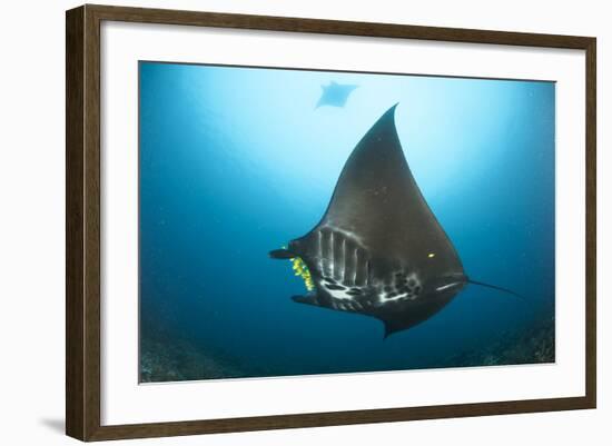 The Reef Manta Ray with Yellow Pilot Fish in Front of its Mouth-null-Framed Photographic Print