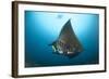 The Reef Manta Ray with Yellow Pilot Fish in Front of its Mouth-null-Framed Photographic Print