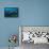 The Reef Manta Ray with Yellow Pilot Fish in Front of its Mouth-null-Framed Stretched Canvas displayed on a wall
