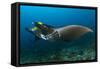 The Reef Manta Ray with Yellow Pilot Fish in Front of its Mouth-null-Framed Stretched Canvas