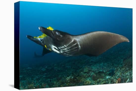 The Reef Manta Ray with Yellow Pilot Fish in Front of its Mouth-null-Stretched Canvas