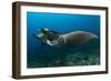 The Reef Manta Ray with Yellow Pilot Fish in Front of its Mouth-null-Framed Photographic Print