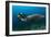 The Reef Manta Ray with Yellow Pilot Fish in Front of its Mouth-null-Framed Photographic Print