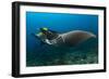 The Reef Manta Ray with Yellow Pilot Fish in Front of its Mouth-null-Framed Photographic Print