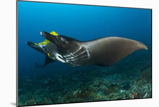 The Reef Manta Ray with Yellow Pilot Fish in Front of its Mouth-null-Mounted Photographic Print